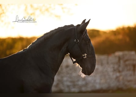 Murgese/caballo de las Murgues, Semental, 3 años, 160 cm, Negro