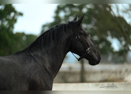 Murgese/caballo de las Murgues, Semental, 3 años, 160 cm, Negro