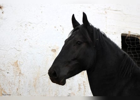 Murgese/caballo de las Murgues, Semental, 3 años, 163 cm, Negro