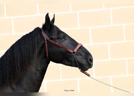 Murgese/caballo de las Murgues, Semental, 3 años, 165 cm, Negro