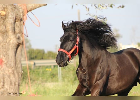 Murgese/caballo de las Murgues, Semental, 3 años, 165 cm, Negro