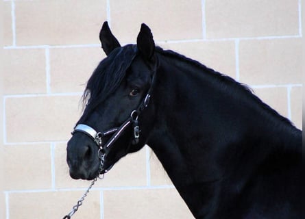 Murgese/caballo de las Murgues, Semental, 3 años, 168 cm, Negro