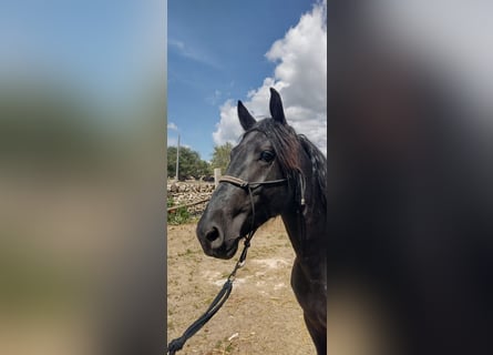 Murgese, Castrone, 3 Anni, 157 cm, Morello