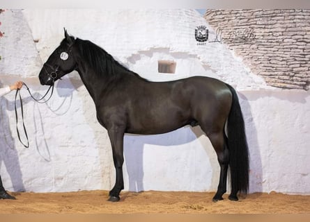 Murgese, Castrone, 5 Anni, 158 cm, Morello
