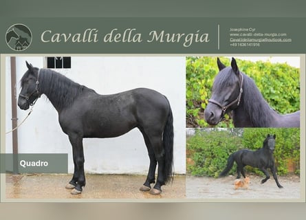 Murgese, Castrone, 6 Anni, 164 cm, Morello