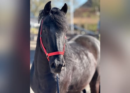 Murgese, Castrone, 7 Anni, 163 cm, Morello