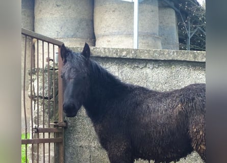 Murgese, Étalon, 1 Année, Noir