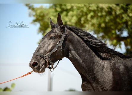Murgese, Étalon, 2 Ans, 156 cm, Noir