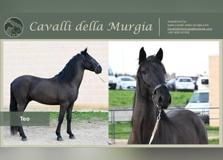 Murgese, Étalon, 3 Ans, 158 cm, Noir