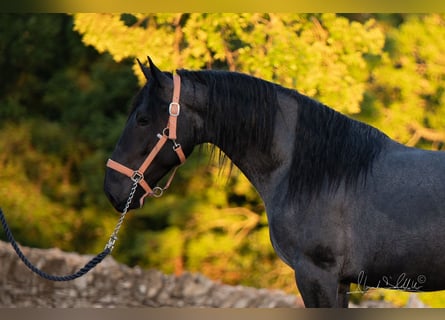 Murgese, Étalon, 3 Ans, 158 cm, Rouan Bleu