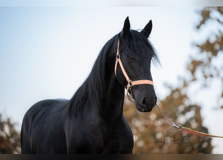 Murgese, Étalon, 3 Ans, 160 cm, Noir