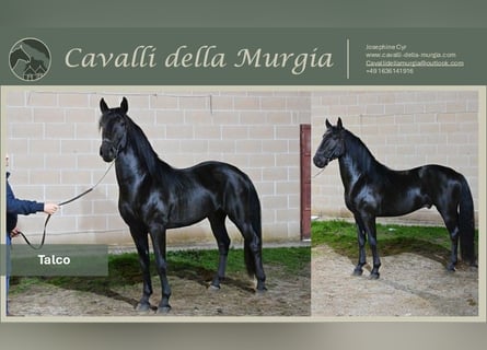 Murgese, Étalon, 3 Ans, Noir