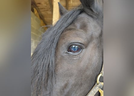 Murgese, Gelding, 10 years, 16 hh, Black