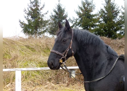 Murgese, Gelding, 13 years, 15.2 hh, Black
