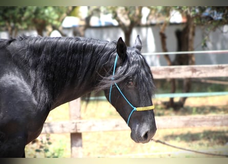 Murgese, Gelding, 3 years, 15,3 hh, Black