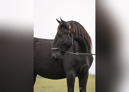Murgese, Gelding, 3 years, 16 hh, Black