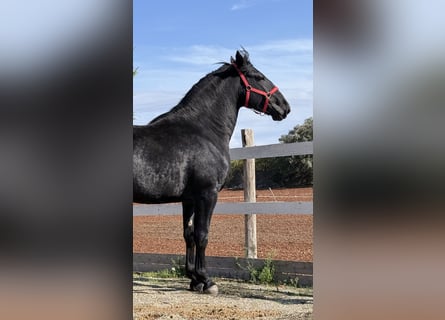 Murgese, Gelding, 4 years, 16 hh, Black