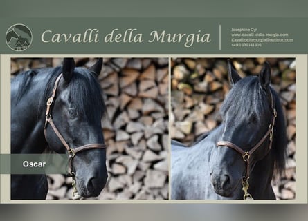 Murgese, Gelding, 8 years, 16,1 hh