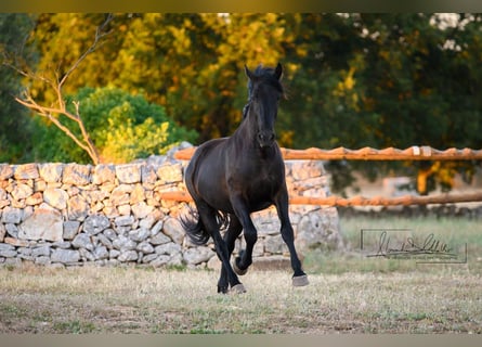 Murgese, Giumenta, 2 Anni, 162 cm, Morello