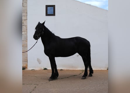 Murgese, Giumenta, 5 Anni, 162 cm, Morello