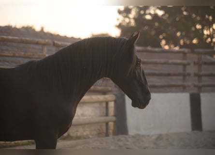 Murgese, Hengst, 2 Jahre, 147 cm, Rappe
