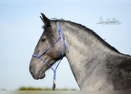Murgese, Hengst, 2 Jahre, 156 cm, Roan-Blue