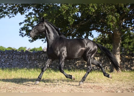 Murgese, Hengst, 2 Jahre, 158 cm, Rappe