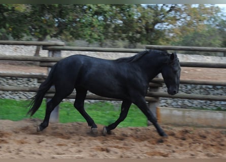 Murgese, Hengst, 2 Jahre, 160 cm, Rappe