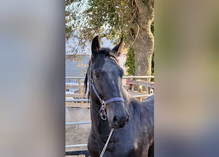 Murgese, Hengst, 2 Jahre, 165 cm, Rappe