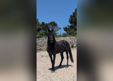 Murgese, Hengst, 3 Jahre, 155 cm, Rappe
