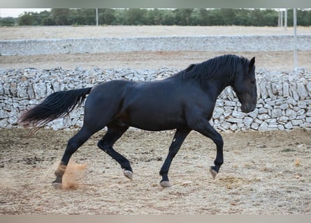 Murgese, Hengst, 3 Jahre, 156 cm, Rappe