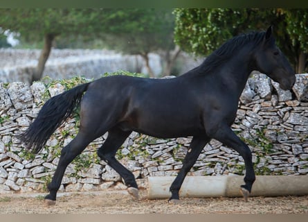 Murgese, Hengst, 3 Jahre, 156 cm, Rappe