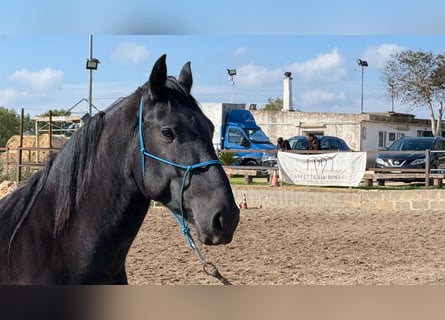 Murgese, Hengst, 3 Jahre, 160 cm, Rappe