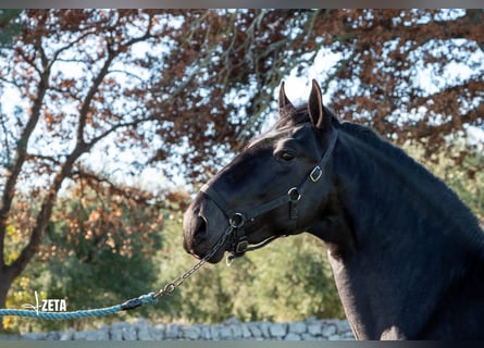 Murgese, Hengst, 3 Jahre, 161 cm, Rappe