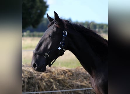 Murgese, Hongre, 2 Ans, 163 cm, Noir
