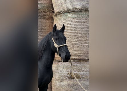 Murgese, Hongre, 3 Ans, 150 cm, Noir