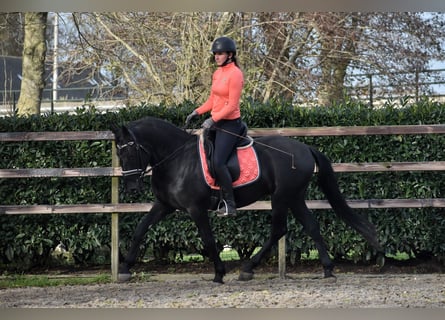 Murgese, Hongre, 3 Ans, 158 cm, Noir