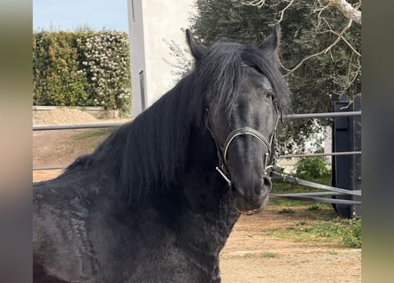 Murgese, Hongre, 4 Ans, 159 cm, Noir