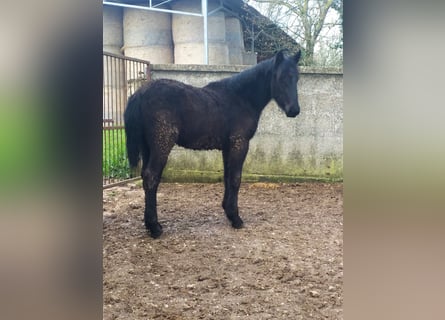 Murgese, Jument, 1 Année, Noir