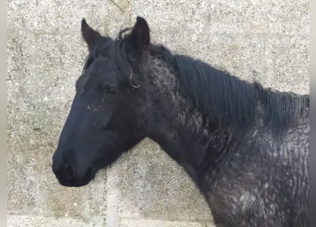 Murgese, Jument, 1 Année, Rouan Bleu