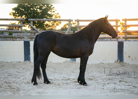 Murgese, Jument, 2 Ans, 162 cm, Noir