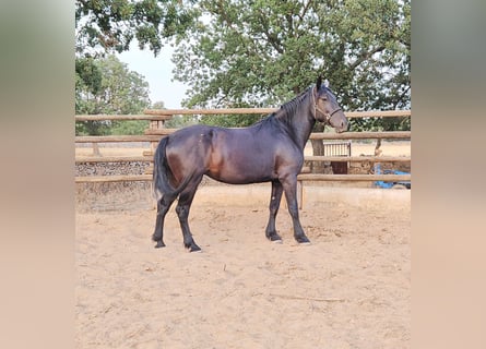 Murgese, Jument, 5 Ans, 162 cm, Noir