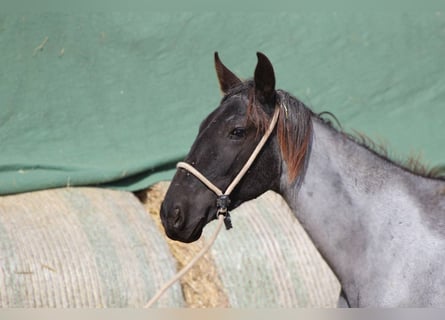 Murgese, Mare, 1 year, 15,2 hh, Roan-Blue