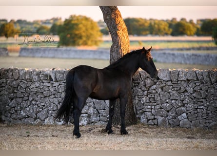 Murgese, Mare, 2 years, 15.3 hh, Black
