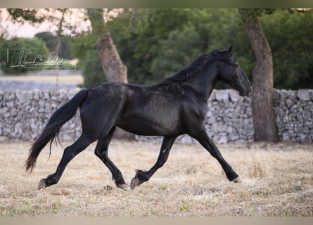 Murgese, Mare, 2 years, Black