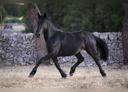 Murgese, Mare, 2 years, Black