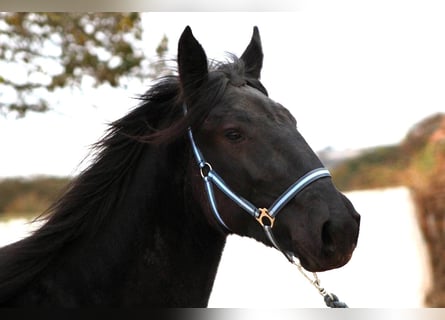 Murgese, Mare, 3 years, 15,2 hh, Black