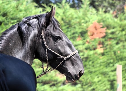 Murgese, Ogier, 3 lat, 165 cm, Kara