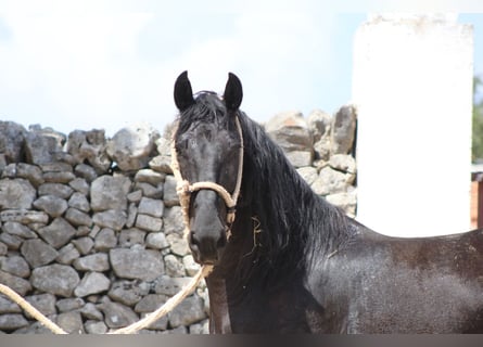 Murgese, Ruin, 4 Jaar, 160 cm, Zwart