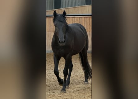 Murgese, Ruin, 4 Jaar, Zwart